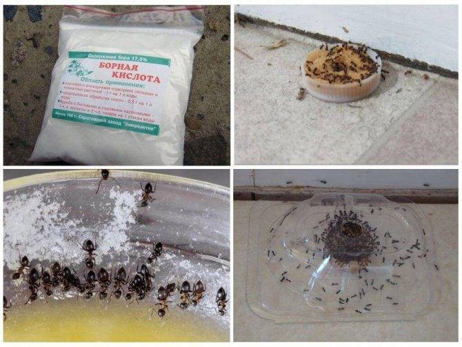 Как избавиться от муравьев в домашних условиях – методы, средства и рекомендации