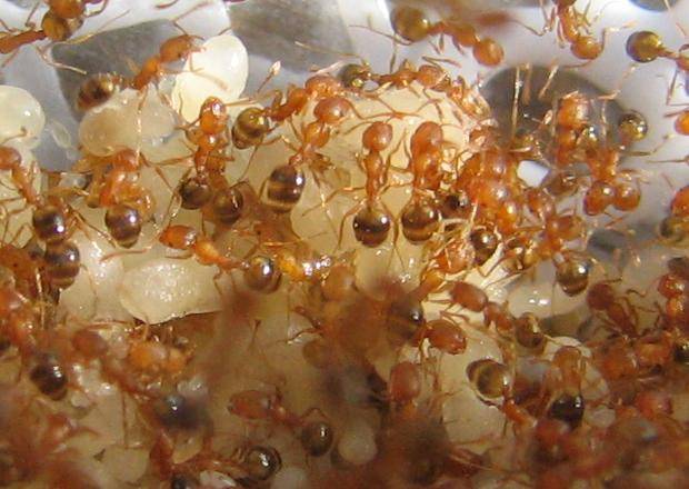 Фараоновые муравьи в квартире: как избавиться