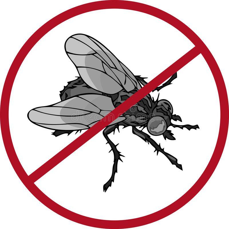 Что случится, если человек проглотит муху или ее личинку. что будет, если проглотить муху