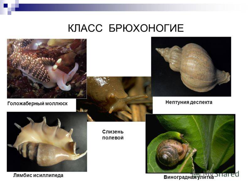 Виды слизней в природе: где живут и чем питаются моллюски