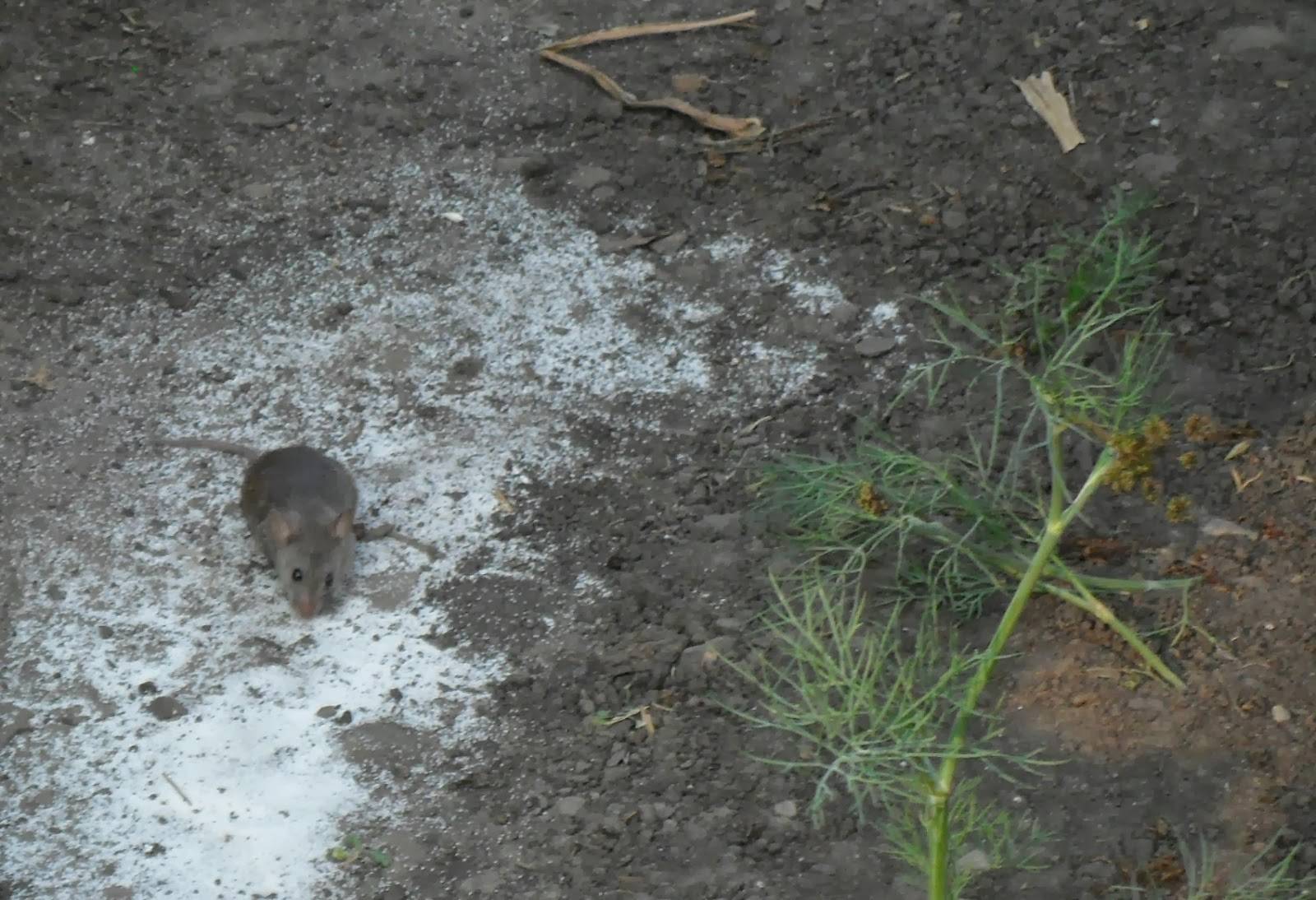 Как избавиться от мышей на даче, участке, в огороде: самые эффективные способы борьбы с грызунами