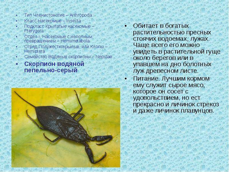 Водяной скорпион: как выглядит, чем питается, опасен ли для человека