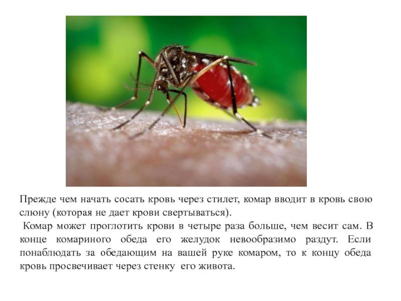 Долго ли живут комары?