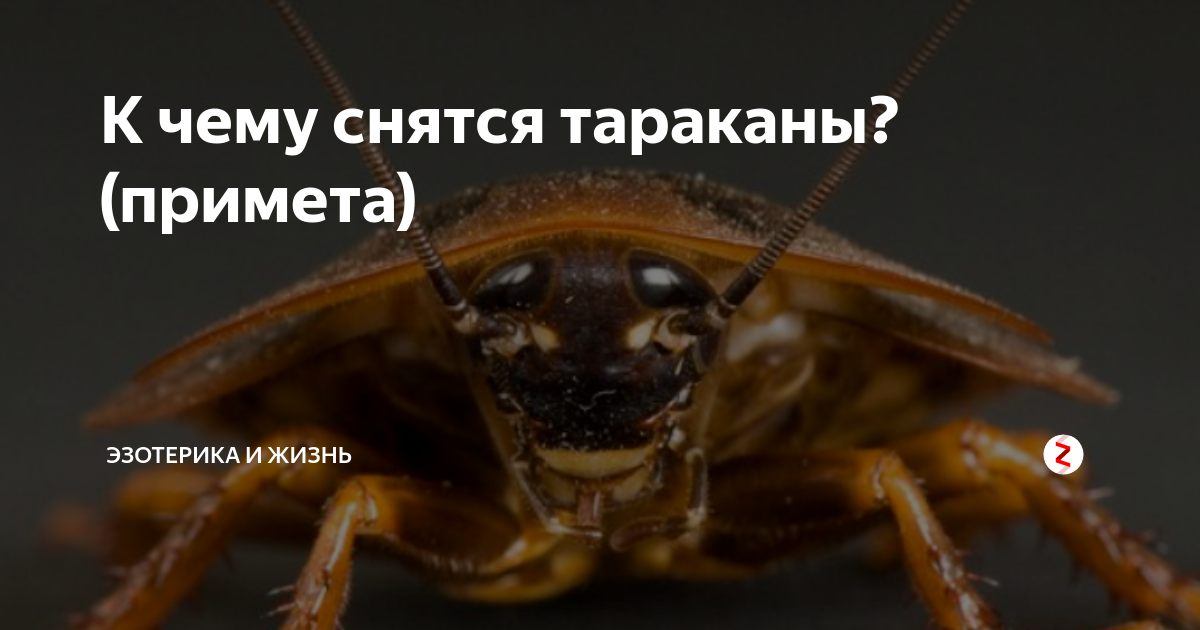 Видеть во сне много тараканов живых или мёртвых - что говорят сонники?