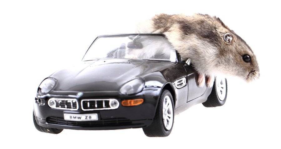 Как избавиться от мышей в автомобиле