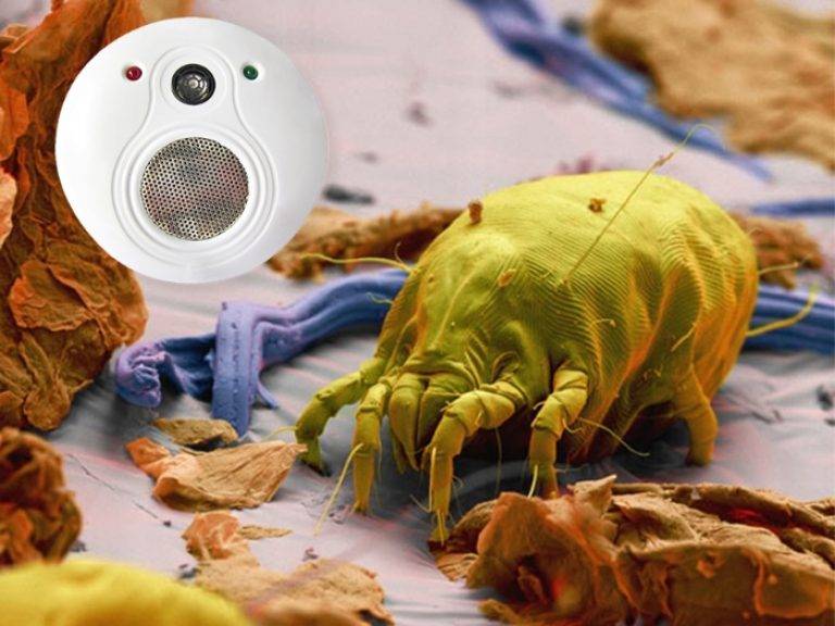 Среда обитания пылевых клещей в домашних условиях. как избавиться от паукообразных?
