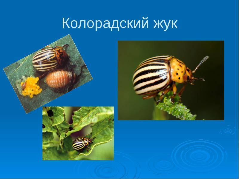 Когда и откуда колорадский жук появился в россии: где родина