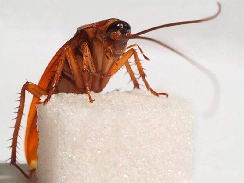 Как избавиться от тараканов народными средствами, проверенные рецепты