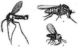 Отличия комаров от москитов