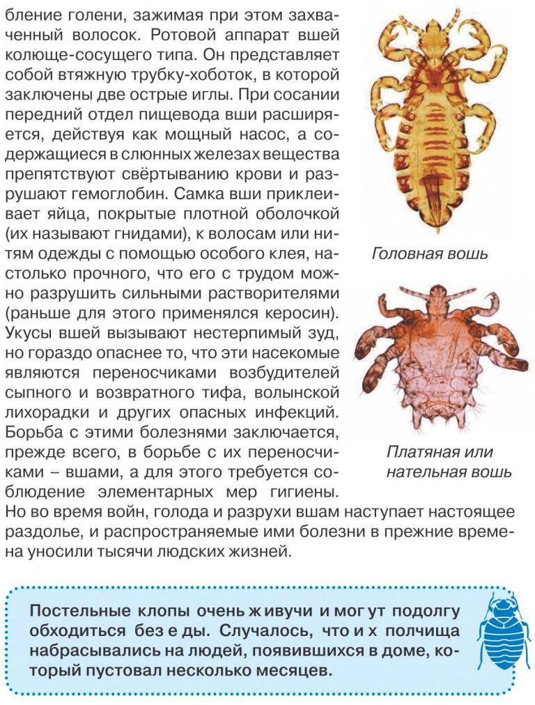 При какой температуре погибают блохи, чего боятся: воды, холода