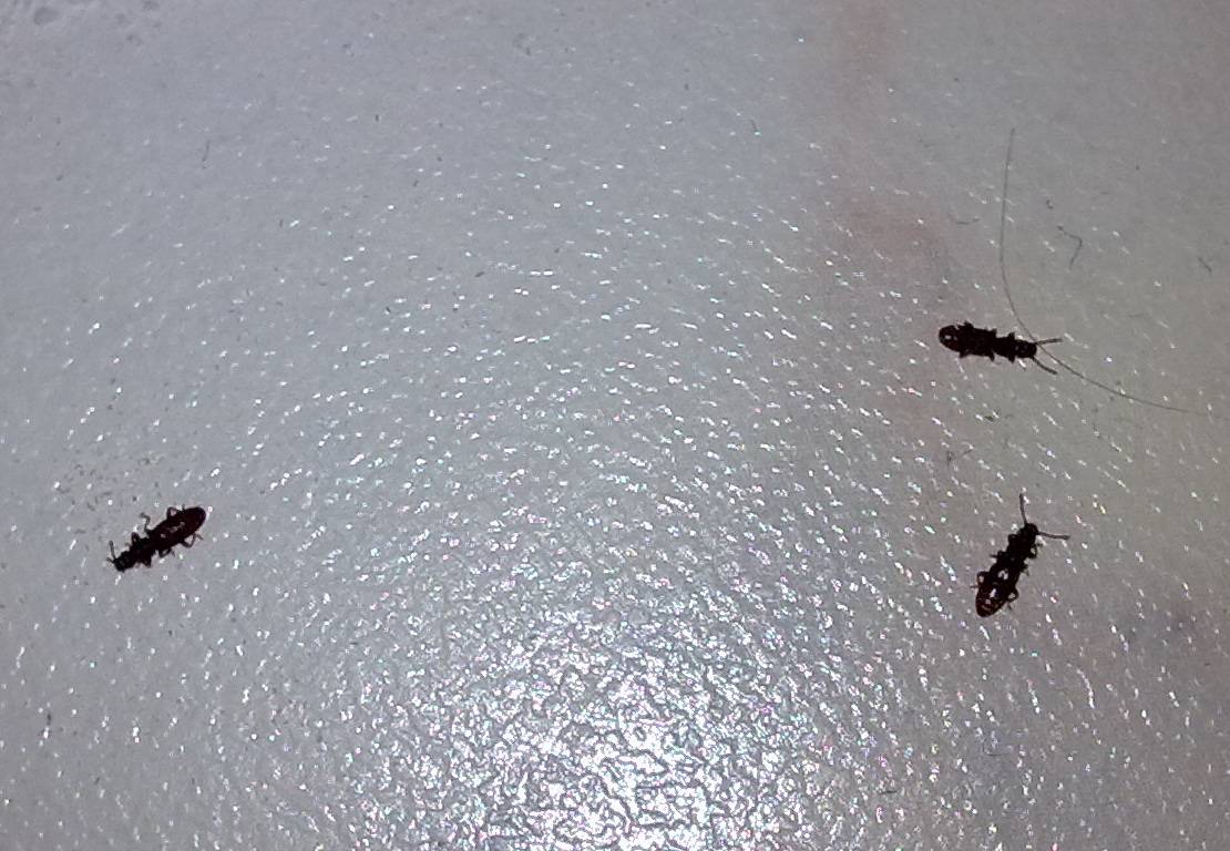 Маленькие коричневые жучки в квартире: как от них избавиться?