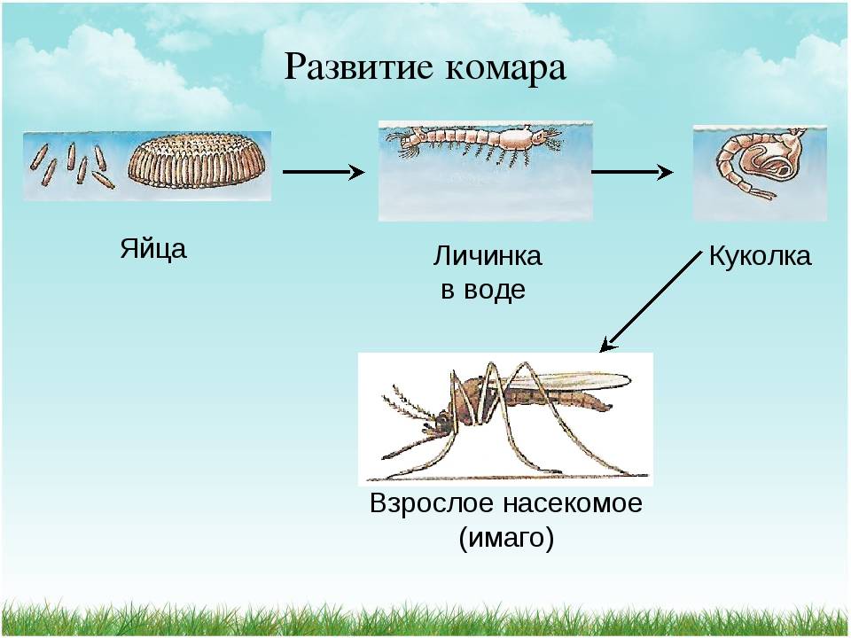 Как размножаются комары: особенности размножения и рождения, стадии развития
