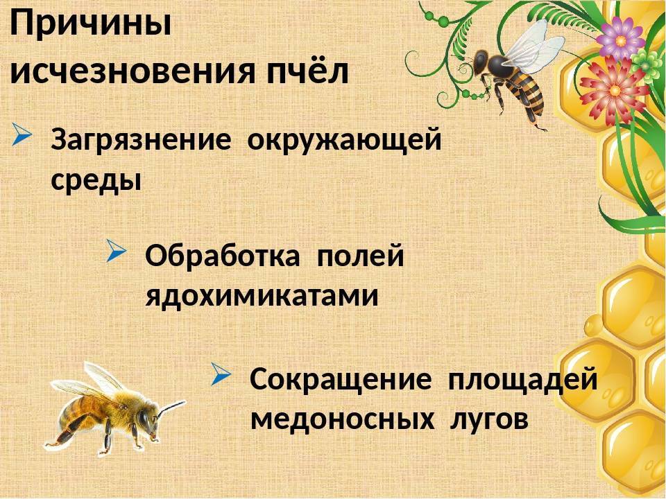 Почему умирают пчёлы? сообщения о гибели насекомых приходят из разных стран. последствия исчезновения пчел на земле