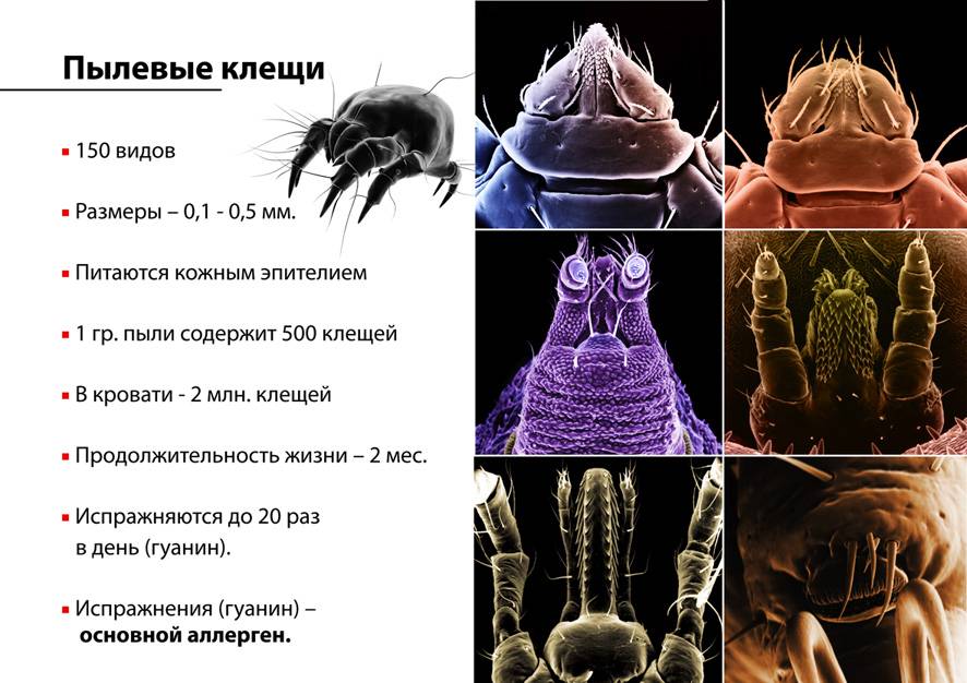 Симптомы и лечение аллергии на домашнюю и бумажную пыль, пылевого клеща .