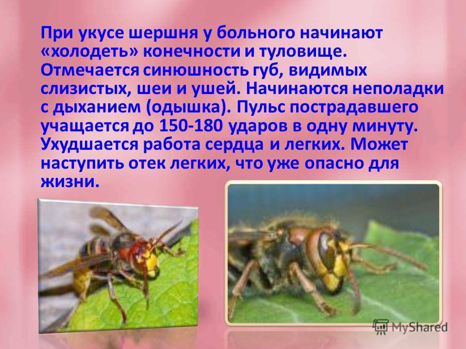 Последствия укуса шершня для человека, фото раны: что делать в домашних условиях, если укусило это насекомое? укус шершня и его последствия