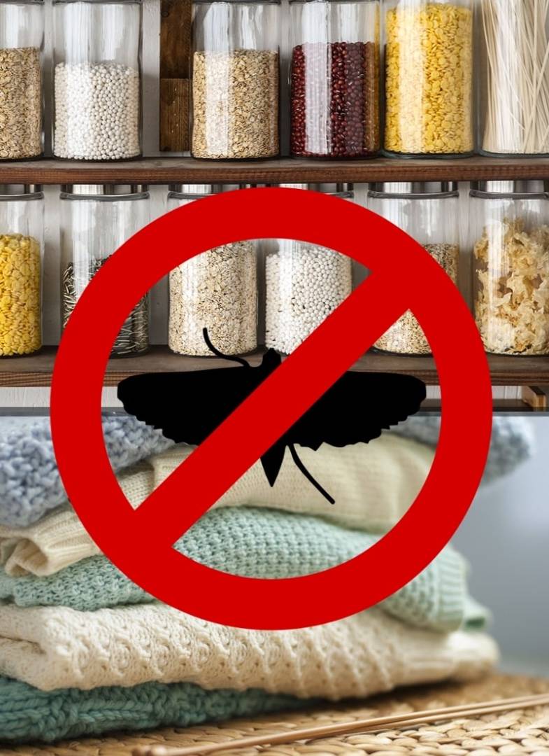 Как избавиться от моли пищевой в квартире: моль и личинки в крупах, продуктах