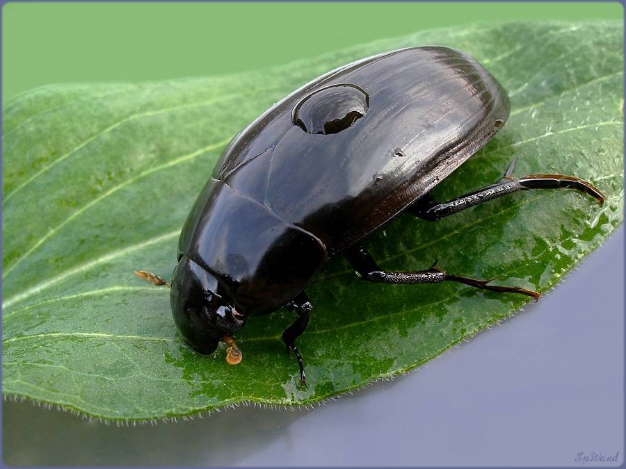 Плавунец широчайший — самый крупный и редкий жук в водоемах россии
