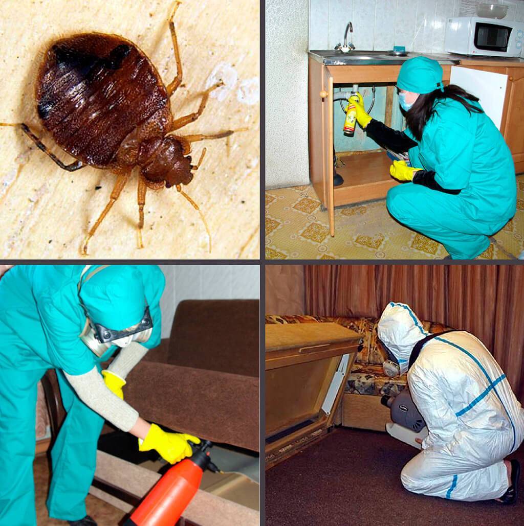 Уничтожение насекомых в квартире. домашние насекомые