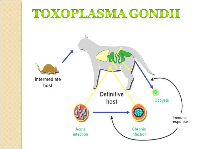 Toxoplasma gondii. Токсоплазма гондии. Трофозоиты токсоплазмы. Токсоплазма (Toxoplasma gondii) строение. Токсоплазма схематично.