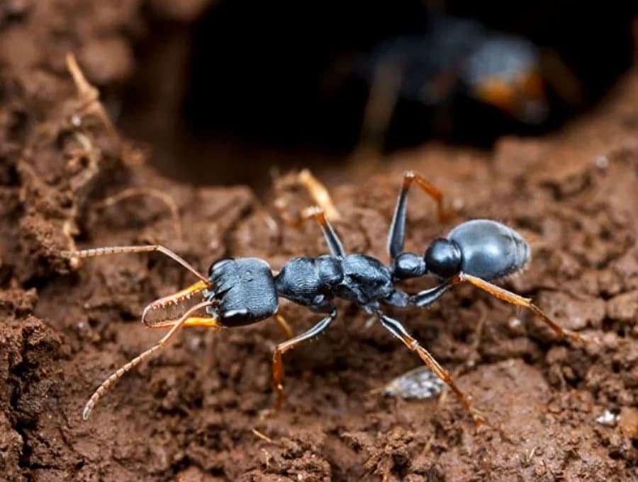 Чёрные муравьи в доме и в квартире, что делать если появились, как избавиться?