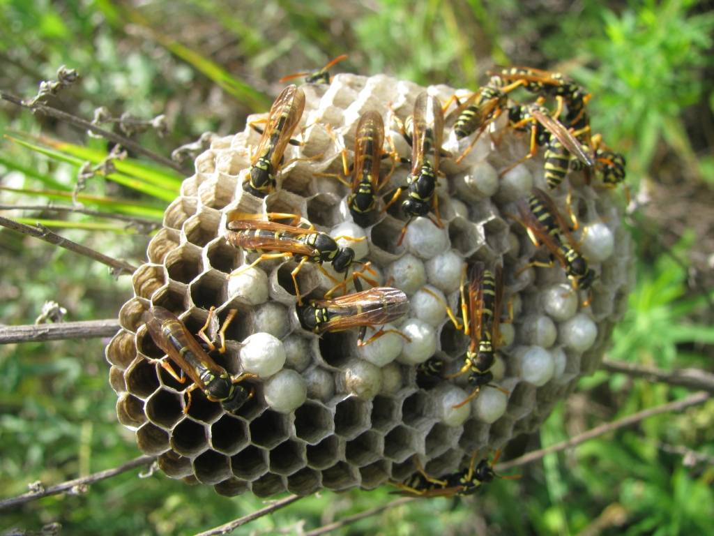 Из чего осы делают гнезда: какие строительные материалы используют насекомые?