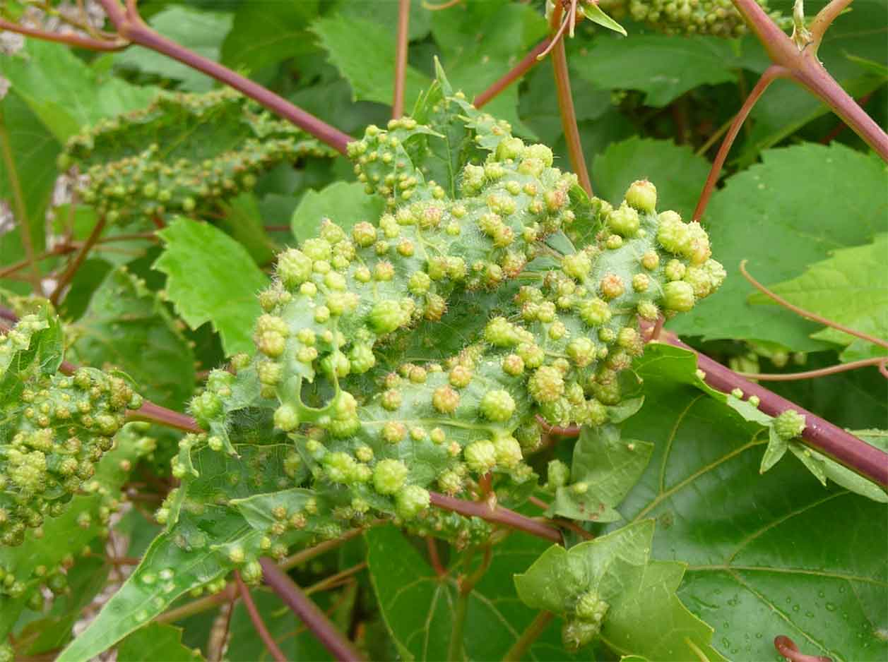 Причины появления и методы борьбы с виноградной филлоксерой