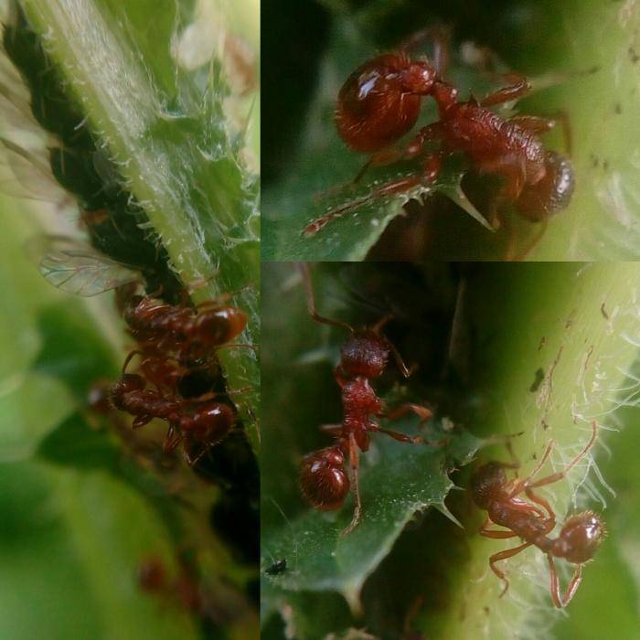 Как избавиться от муравьев (методы)