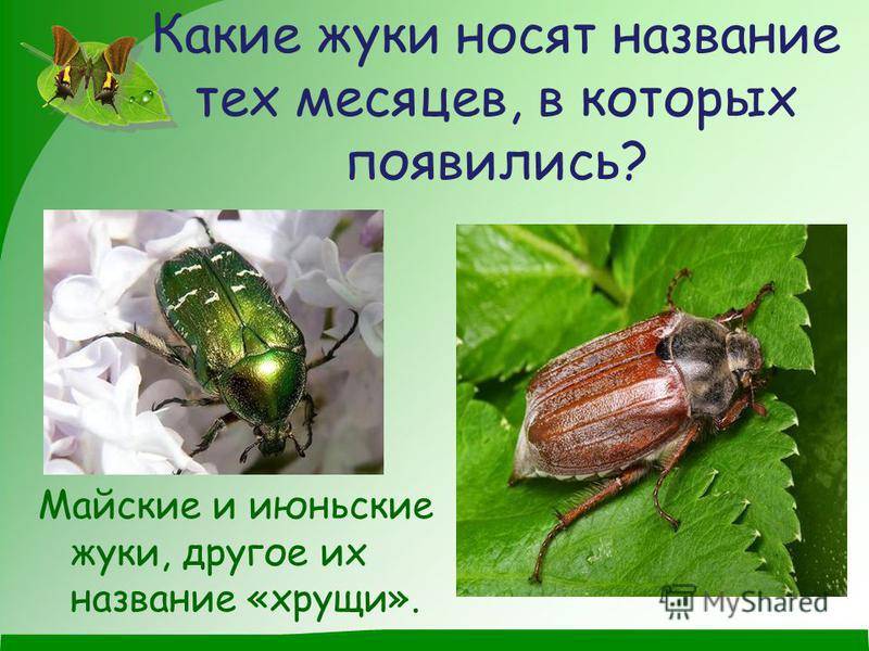 Виды майских жуков: образ жизни, особенности строения