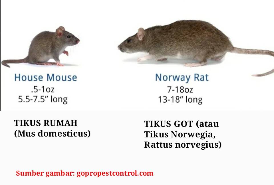 Мышь рост. Крыса и мышь отличия. Крыса vs мышь. Отличие мышонка от крысенка. Мышь и крыса разница.