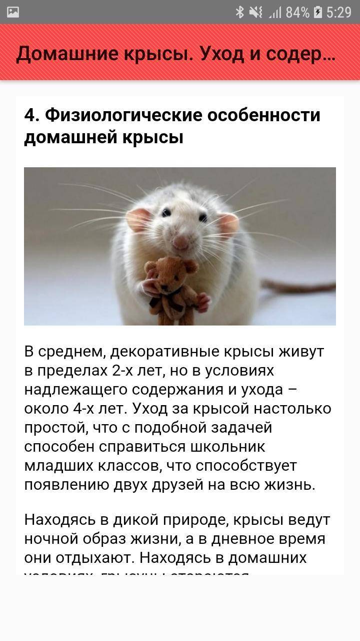 Как ухаживать за декоративной крысой