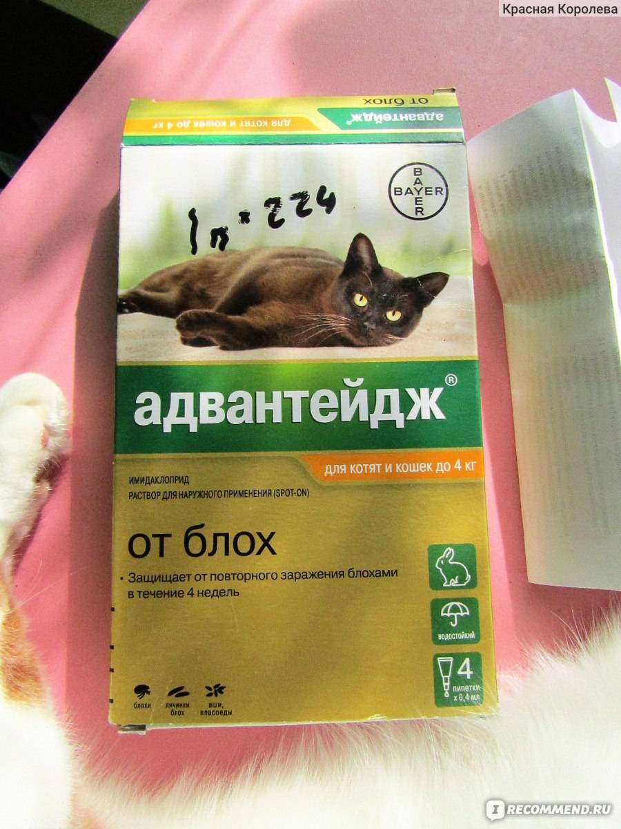 Адвантейдж / advantage (капли) для кошек | отзывы о применении препаратов для животных от ветеринаров и заводчиков