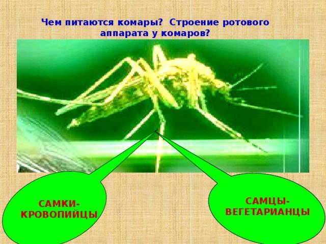 Что едят комары кроме крови, в частности самец комара?