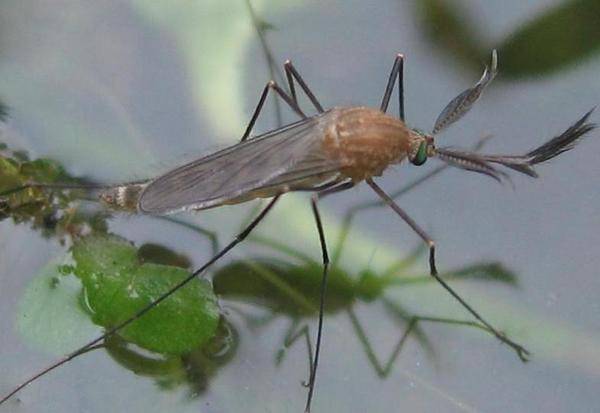 Питание комаров: что едят самки, самцы и личинки