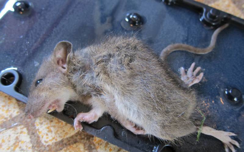 Крыса умирает: признаки приближающейся смерти, что делать после гибели питомца