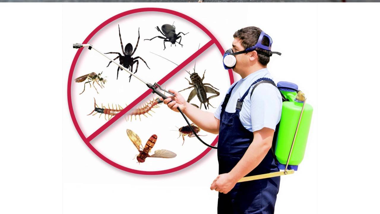 Чего боятся тараканы в квартире больше всего? отвечаем на все вопросы!