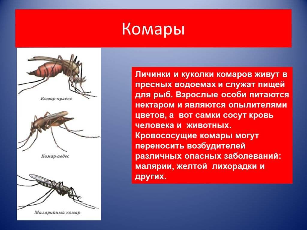 Используя сведения из учебника впишите в схемы названия животных которые питаются комарами и их