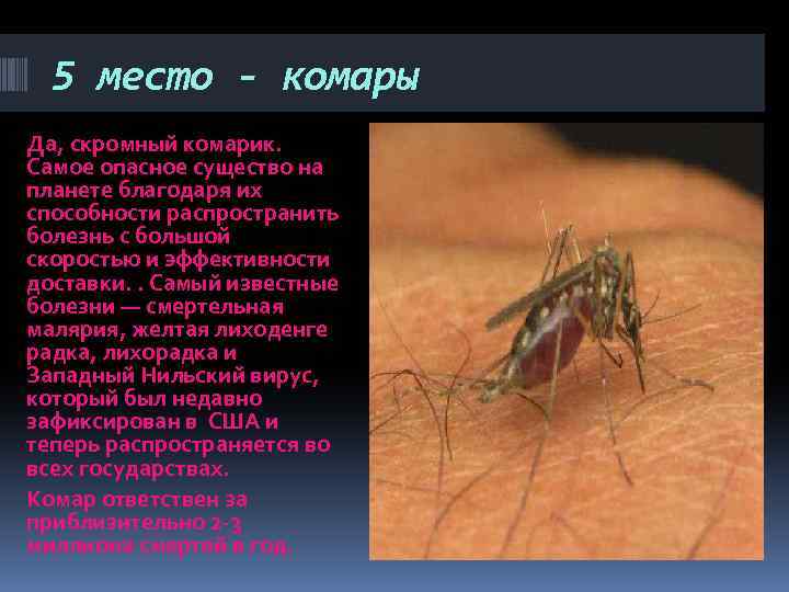 Как выглядят малярийные комары и чем они опасны для человека