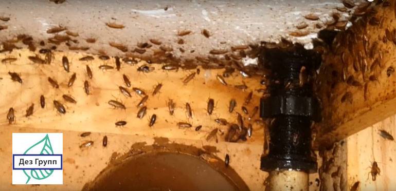 Есть ли гнезда у тараканов. где живут тараканы в доме, и как найти их гнездо