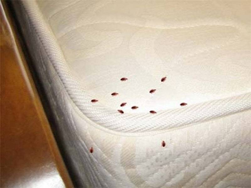 Как избавиться от клещей в подушках?