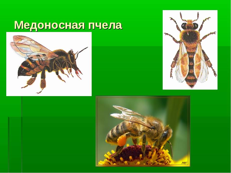 Медоносная пчела: описание, особенности строения, образ жизни трутней и матки