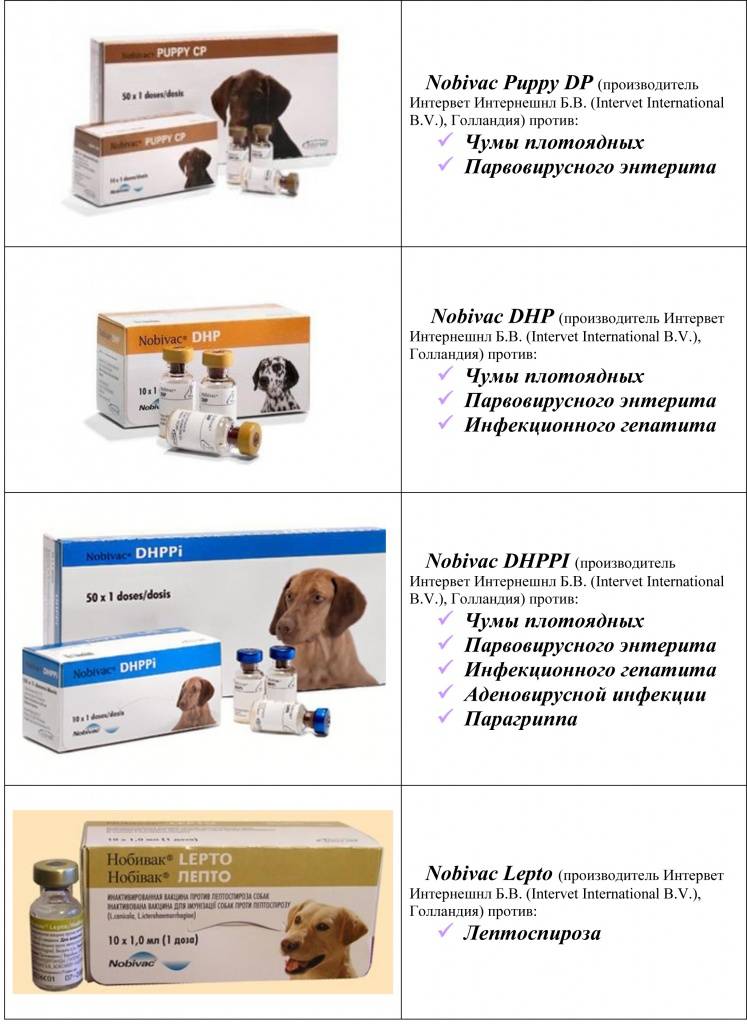 Вакцинация собак от пироплазмоза: правила вакцинации, возраст для прививки, подготовка, противопоказания
