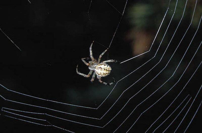 Этот паук плетет самую прочную паутину. в чем его секрет? - hi-news.ru