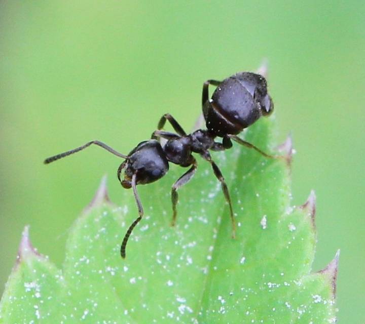 Как избавиться от маленьких коричневых муравьев в квартире: причины появления и средства борьбы