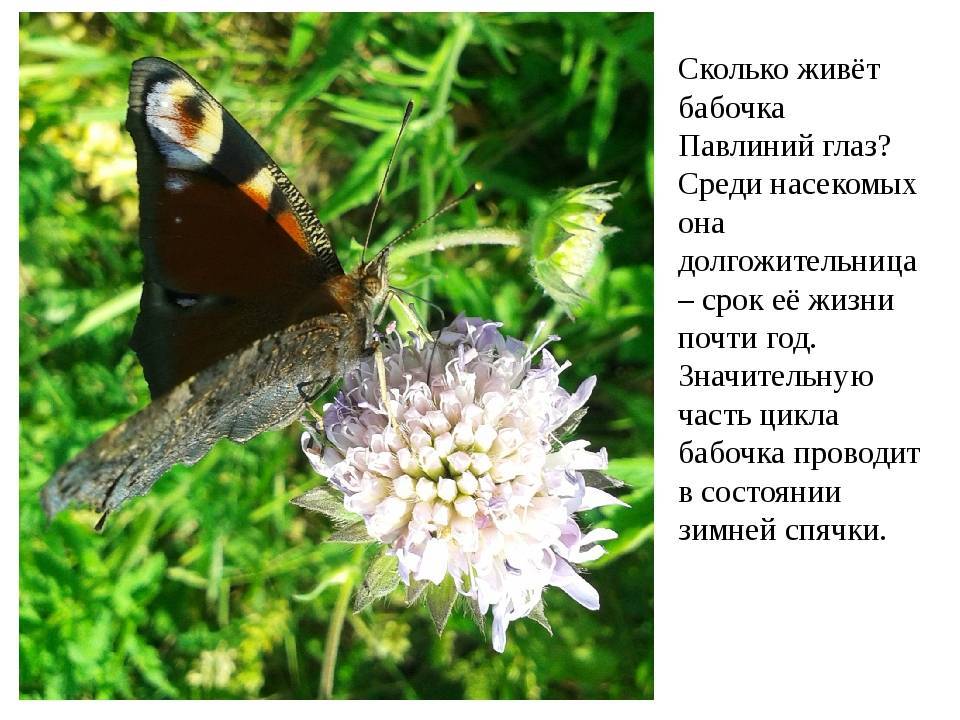 Бабочка ночной павлиний глаз или павлиноглазка грушевая — поясняем по порядку