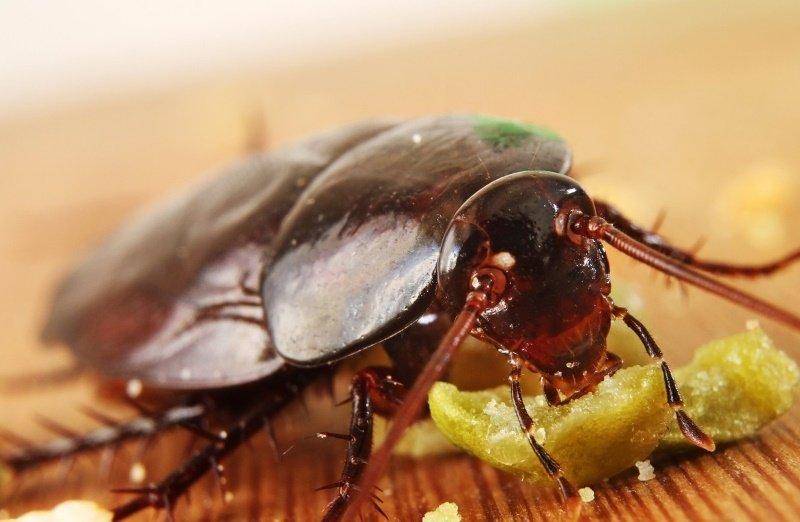 Естественные враги тараканов - птицы, насекомые и животные