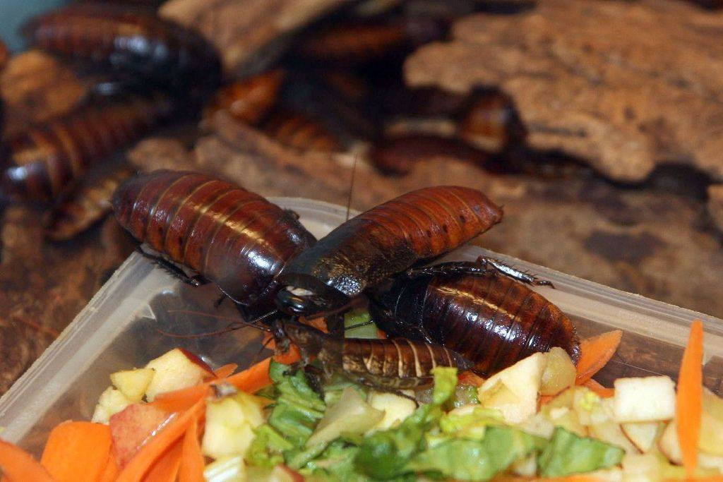 Фото мадагаскарских шипящих тараканов и их содержание в домашних условиях