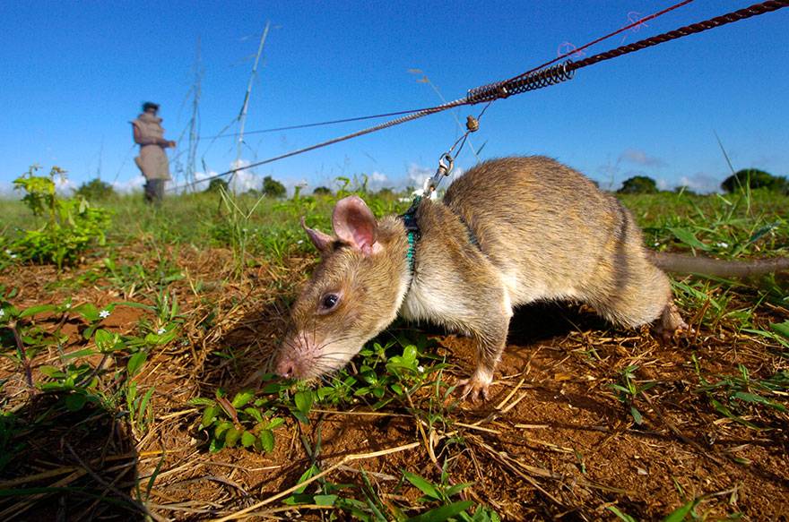 Полинезийская крыса, или малая крыса