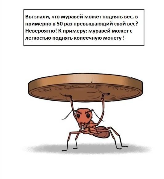 Сколько кг может поднять муравей. сколько весит и сколько может поднять муравей. сколько весит муравей и какой вес может поднять насекомое