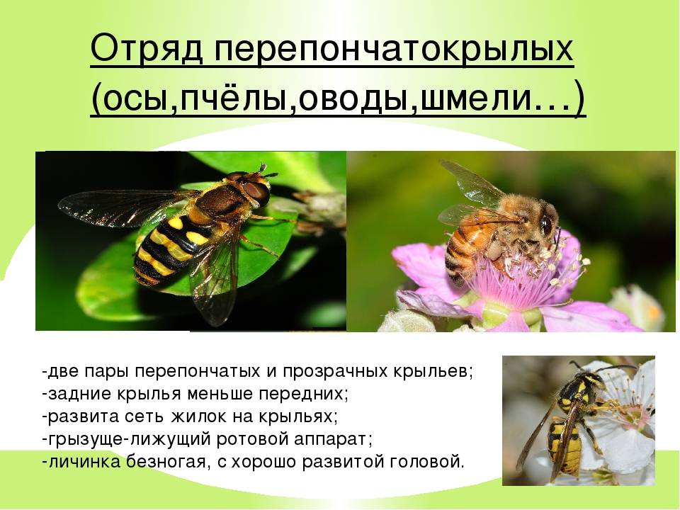 Информация о пчелах 2 класс окружающий. Сообщение о пчелах и шмелях. Информация о пчелах осах и шмелях. Сообщение о пчелах осах. Сообщение о пчелах осах и шмелях.