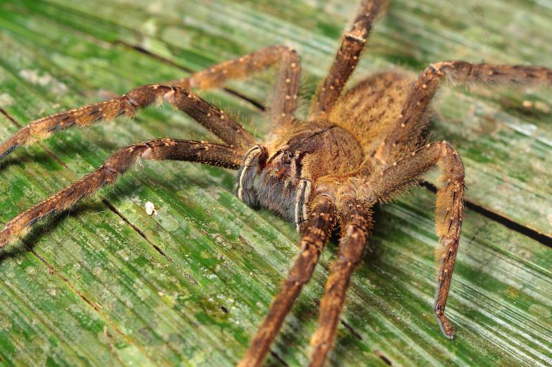 Бразильский странствующий паук путешественник, последствия укуса приводят к смерти